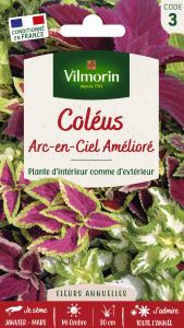 Coléus Arc-en-Ciel Amélioré